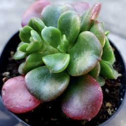 $4 SUCCULENTS $4 AND $5 SKYLINE SUCCULENTS  OF SAN LORENZO DM FOR APPT NEXT WEEK