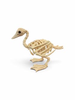 Happy Halloween Skeleton Duck