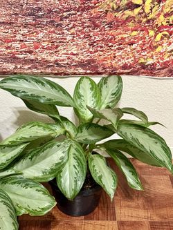 ❤️Are You Done With Fussy Plants? Then TRY ME ,AGLAONEMA❤️Chinese Evergreen❤️Pls Read Description