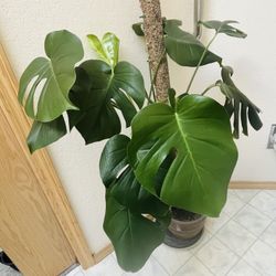 Monstera Deliciosa Plant