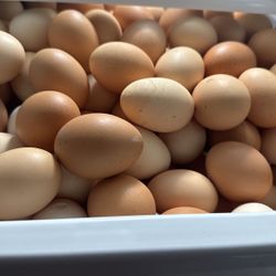 Organic Eggs 