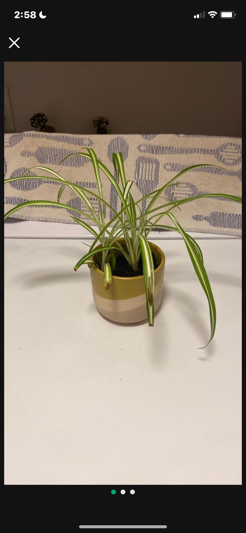 Spider Plant In Glazed Ceramic Pot