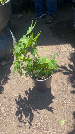 Planta papayo