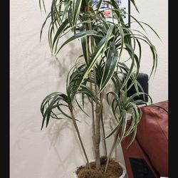Artificial Plant 