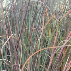 Beautiful LITTLE BLUESTEM GRASS Plants Huge 