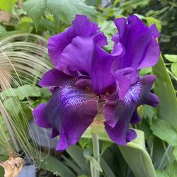 Bearded Iris