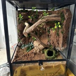 Lizard Tank 