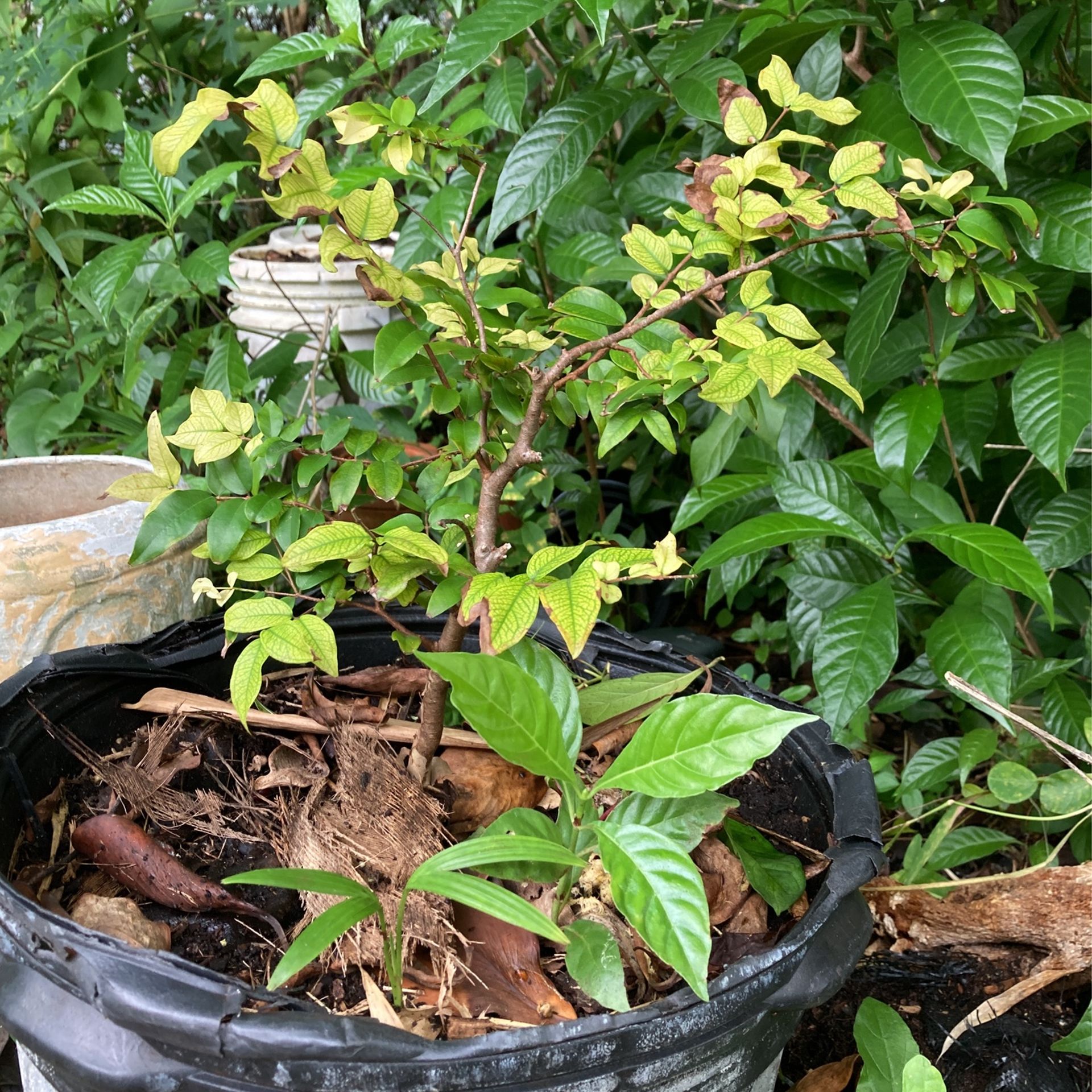 Jaboticaba Tree OBO for Sale in Miami, FL - OfferUp