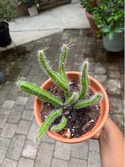 Dog Tail Cactus