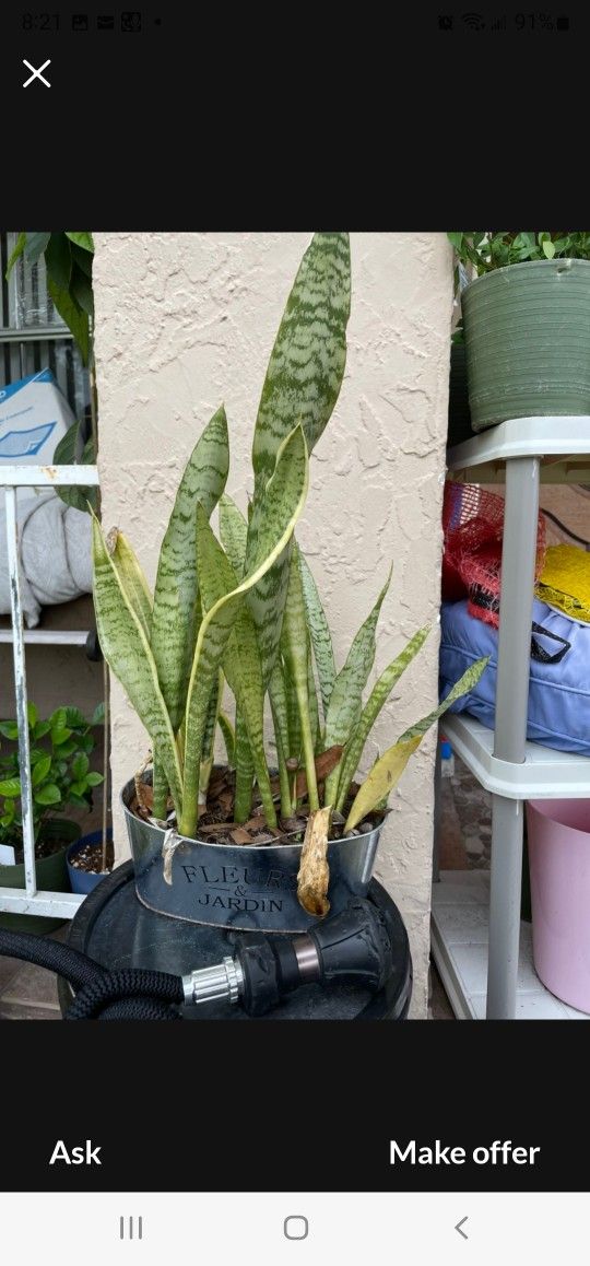 Snake Plant// Mother-in-laws Tongue//Luenga De Suegra