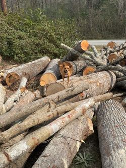 Firewood