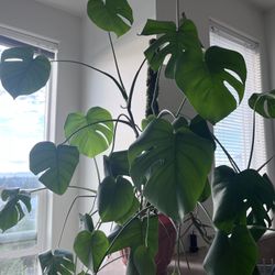 Beautifully raised Monstera Plant FLOURISHING 