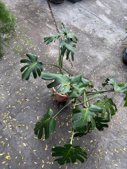 Large monstera!