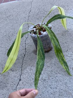 Anthurium Vittarifolium Variegated