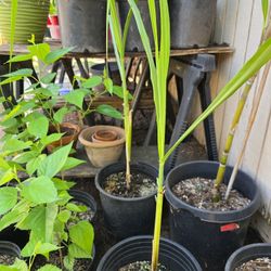 Sugarcane Plant