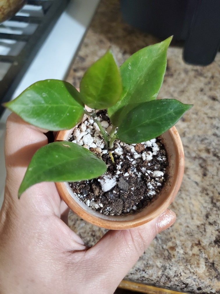Hoya Sunrise