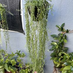 Delfín 🐬 Succulents Con Colgadera De Macrame $30 Each