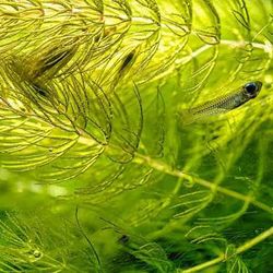 Guppy fry