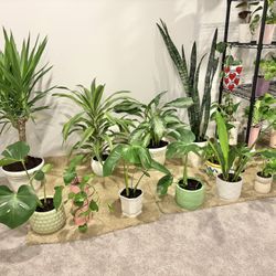 Indoor Plants Sale 15% Off