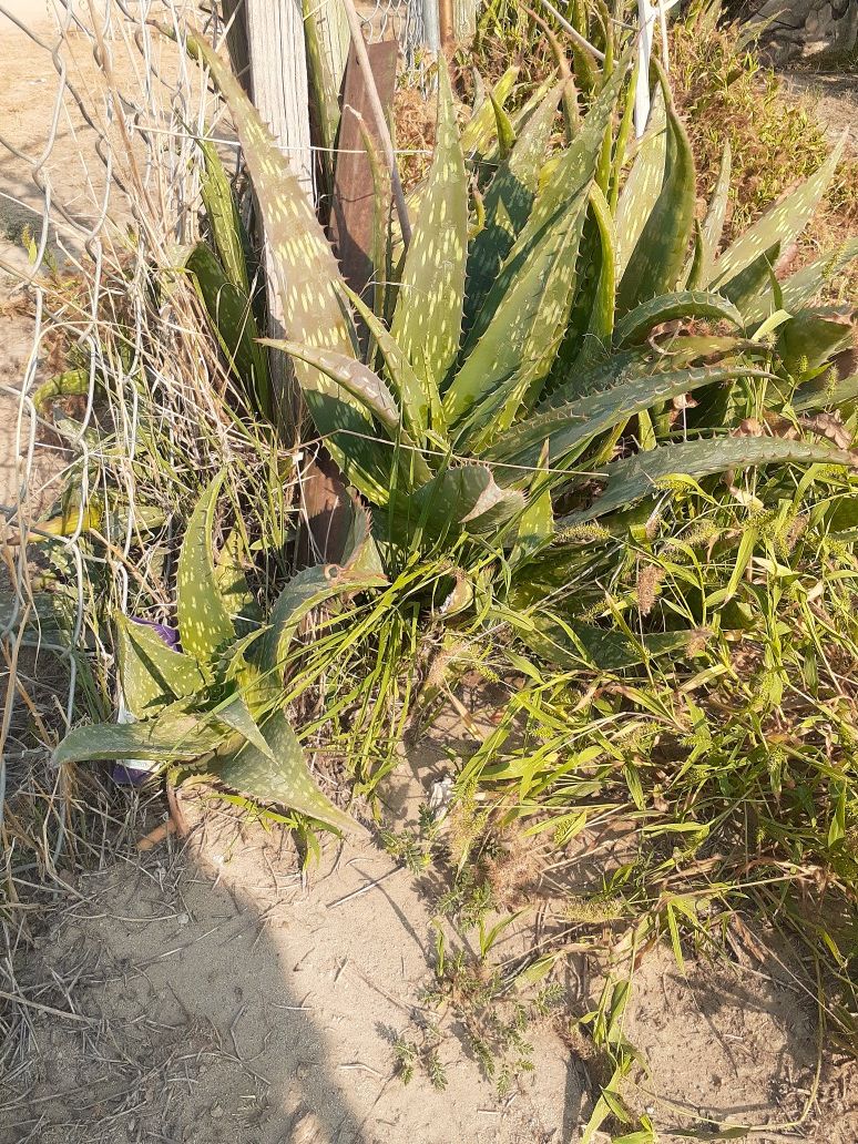 Aloe and small palm trees