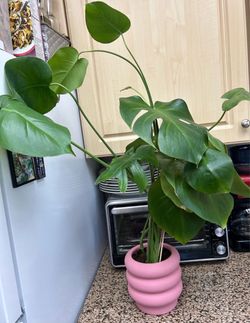 Monstera house plant