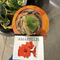 Amaryllis 