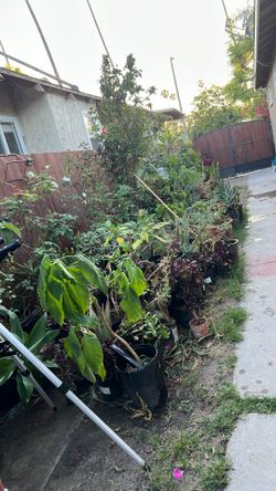 Plantas Plantas Diferentes Claces O Nobres Diferentes Precio Véalas Sin Compromiso