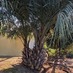 Pindo Palm