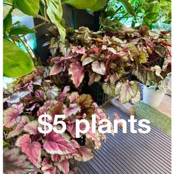 Plants (4”pot🌸Rex Begonia $5 each)