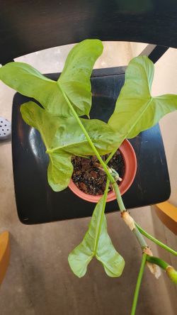 philodendron oxapapense for Sale in Peoria, AZ - OfferUp