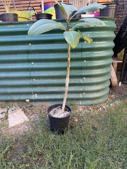 Plumeria Tree