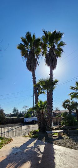Queen Palm Tree