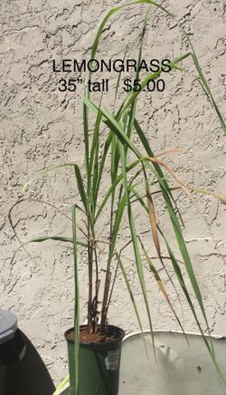 Lemon Grass Plant. 35” tall