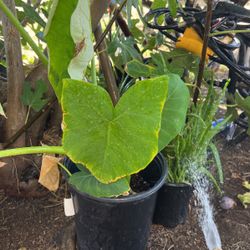 Plant