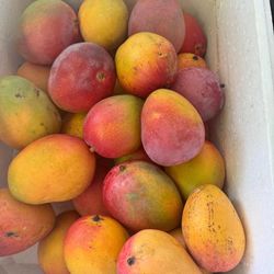 Mango Variety 