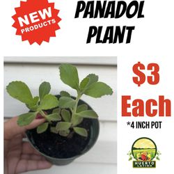 Panadol Plant 
