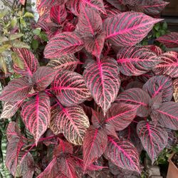 Leaf Plant