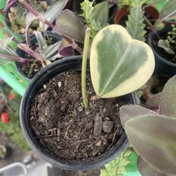 Hoya Kerri Variegated 