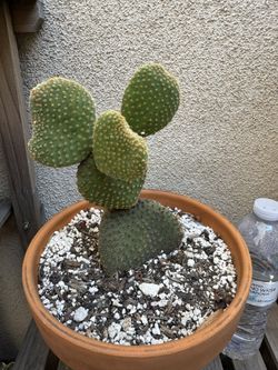 Opuntia Bunny Ears Cactus Plant