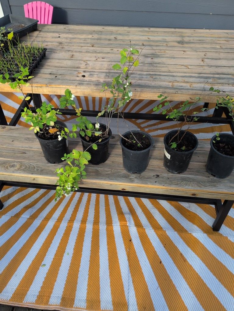 Native Snowberry Plants $5 Each SE Portland