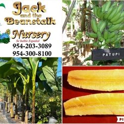 Kokopo Banana Short Cycle Plant 3gal