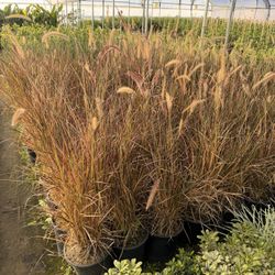 Purple Fountain Grass 5 Gal