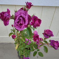 Purple Rose Plant In 5gl 