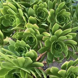 Big Succulent  Plant 