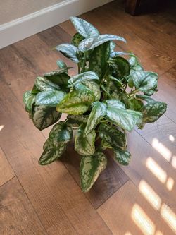Live houseplant,  satin pothos 14 inch pot