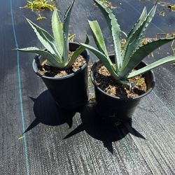 Agaves Lengua De Ballena 1gallon 