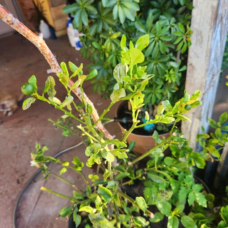 CALAMANSI AIRLAYER TREE POT  Having Flowers And Fruits Now❤️❤️