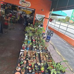 Happy New Year 1/6&7 This Weekend Selection At Jason's Local Garden Located In New River Grove In Davie  10% Off For Offerup Customers 