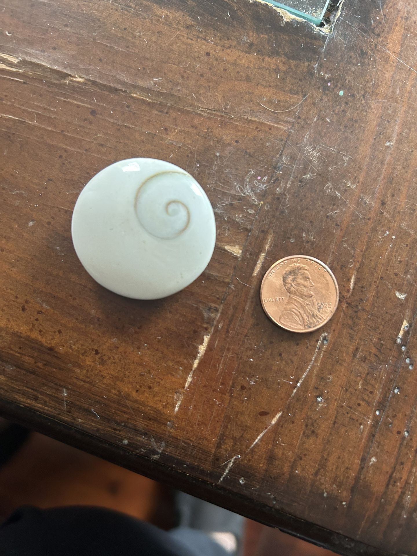 Shiva Shell