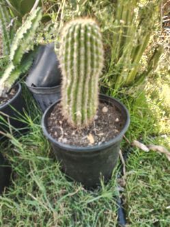 Red torch cactus for hedgehog cactus plant